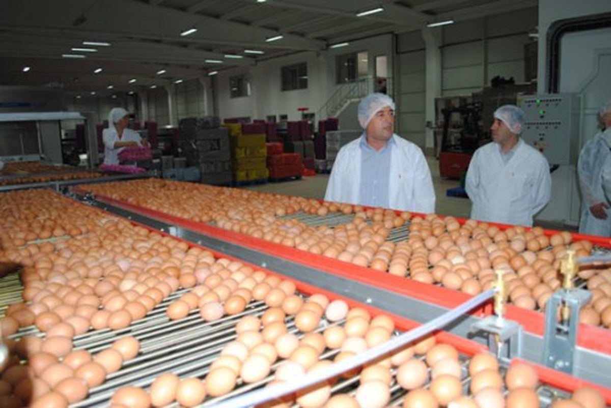 Yumurta Üretimi 16 Milyarı Aştı