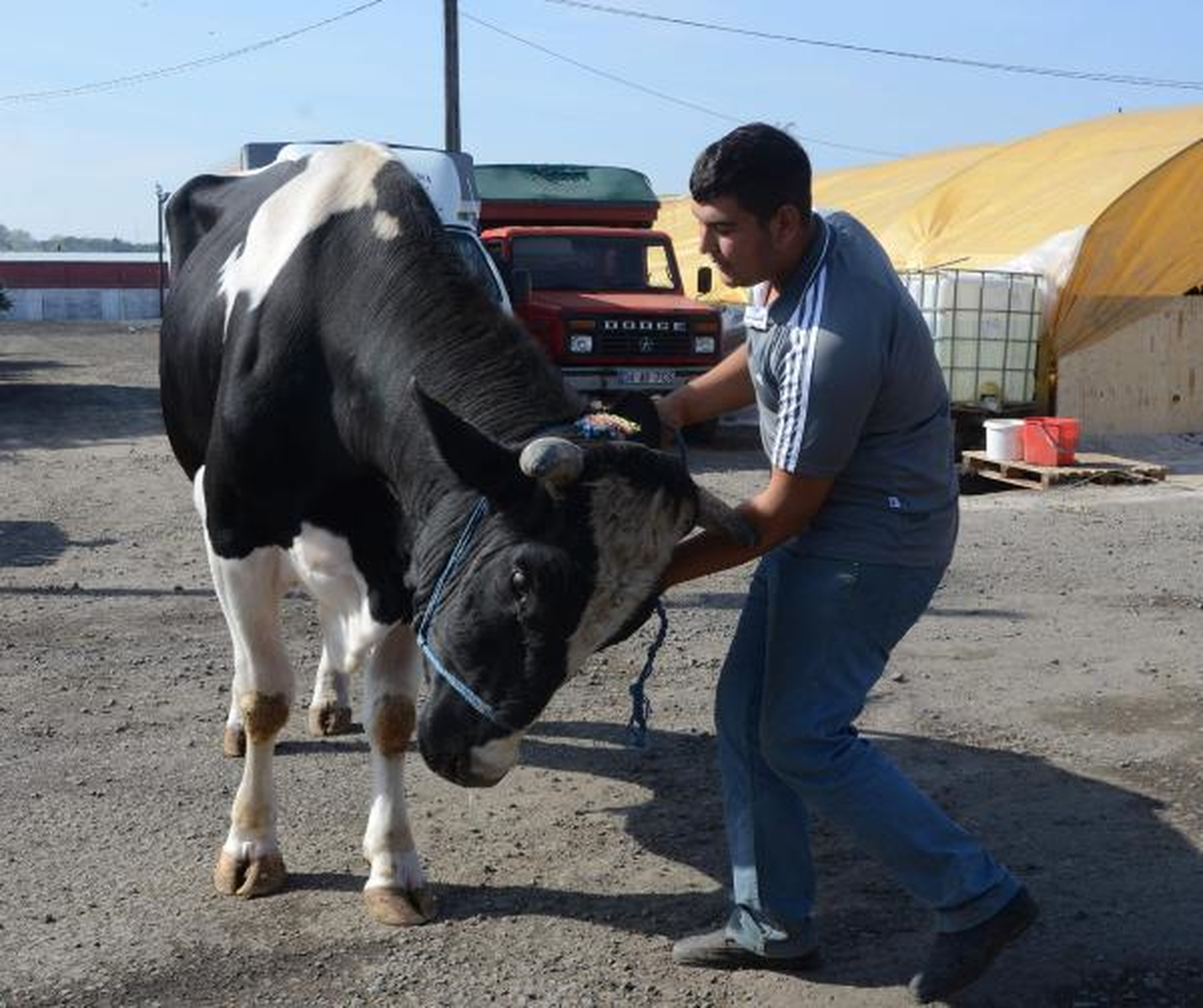 14 Bin Liralık Dana