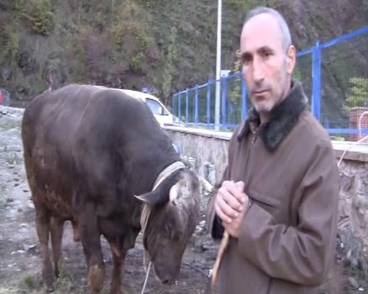 Artvin\'in En Pahalı Kurbanlığı "Kamber" Pazara Çıktı