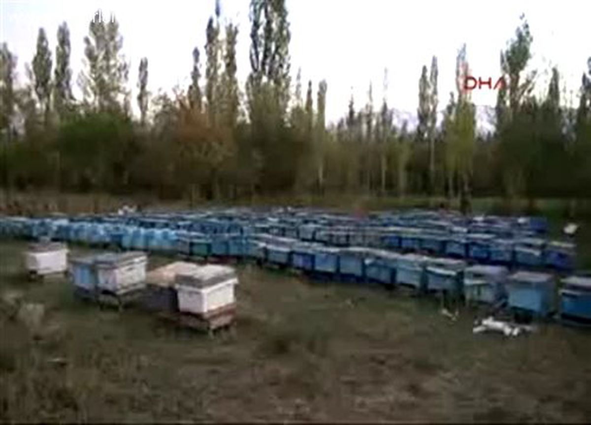 Ayılara Karşı Silahlandılar