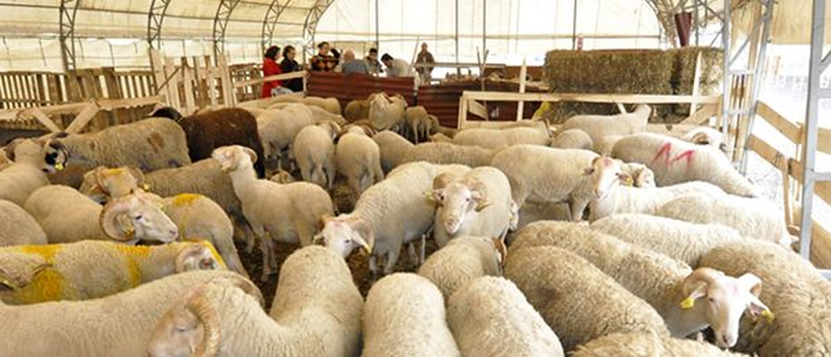Bayrampaşa Belediyesi, Kurban Bayramı\'na Hazır
