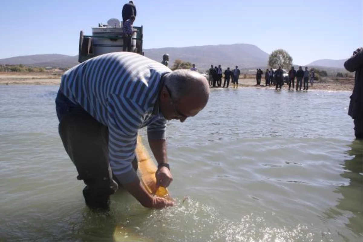 Beyşehir Gölü\'ne 80 Bin Sazan Yavrusu Bırakıldı
