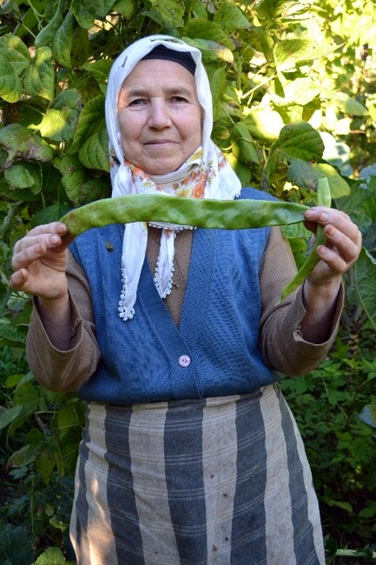 Dev Fasulye Şaşırtıyor