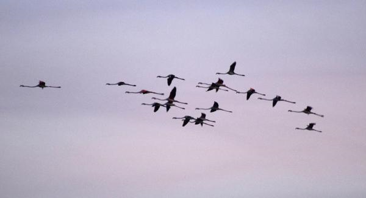 Flamingoların Veda Turu