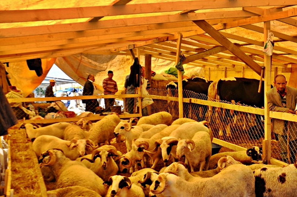 İl Tarım Müdürlüğü Besicilere Göz Açtırmıyor