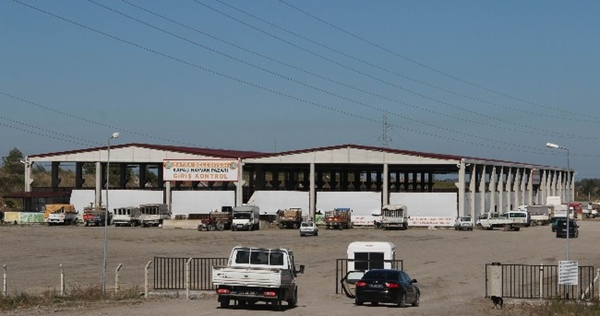 Karadeniz\'in En Büyük Hayvan Pazarı Bafra\'da