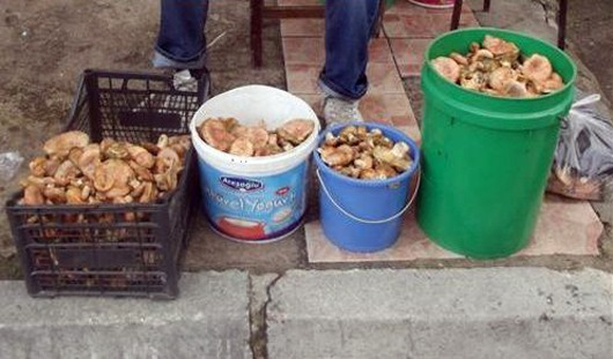 Kastamonu\'nun Üç Ayrı İlçesinde 4 Kişi Mantardan Zehirlendi