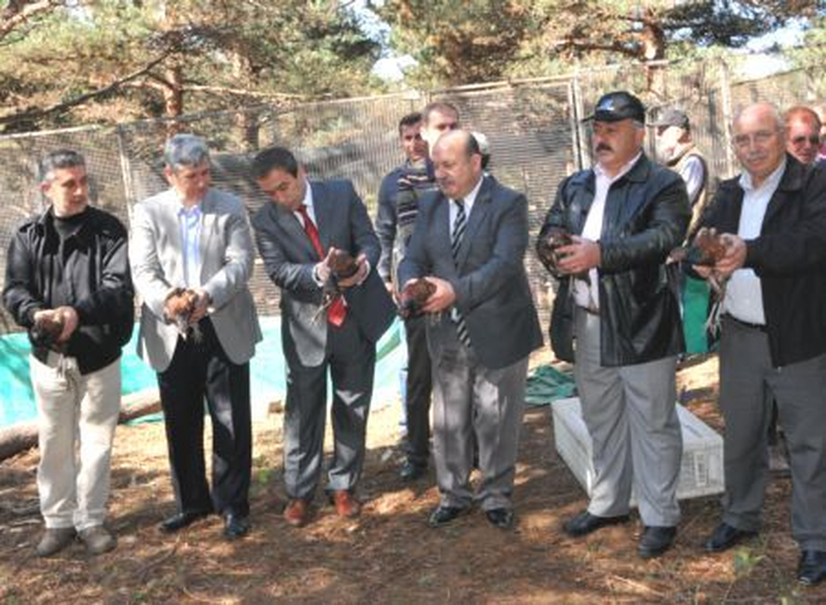 Kocaeli\'de 500 Sülün Doğaya Bırakıldı