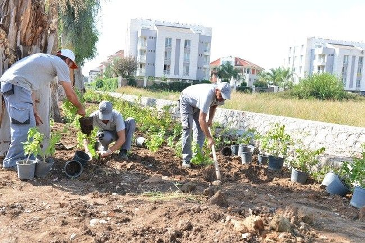 Konyaaltı Belediyesinin Yeşil Alan Çalışmaları