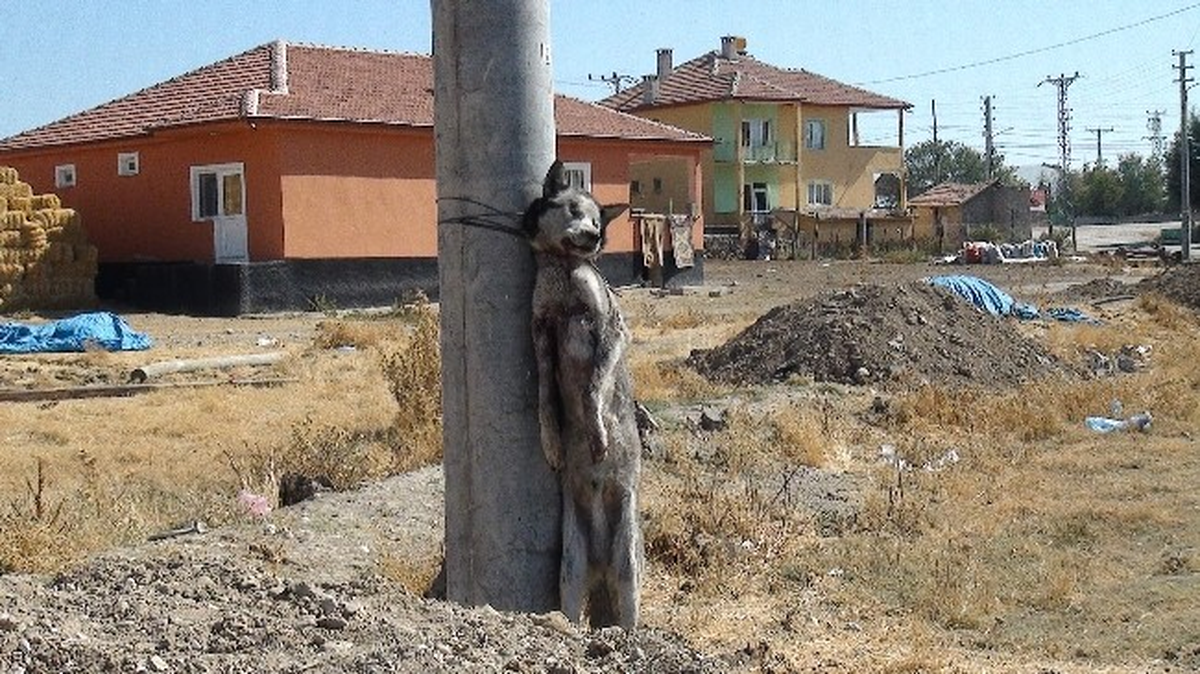 Köye İnen Kurdu Öldürüp Direğe Astılar