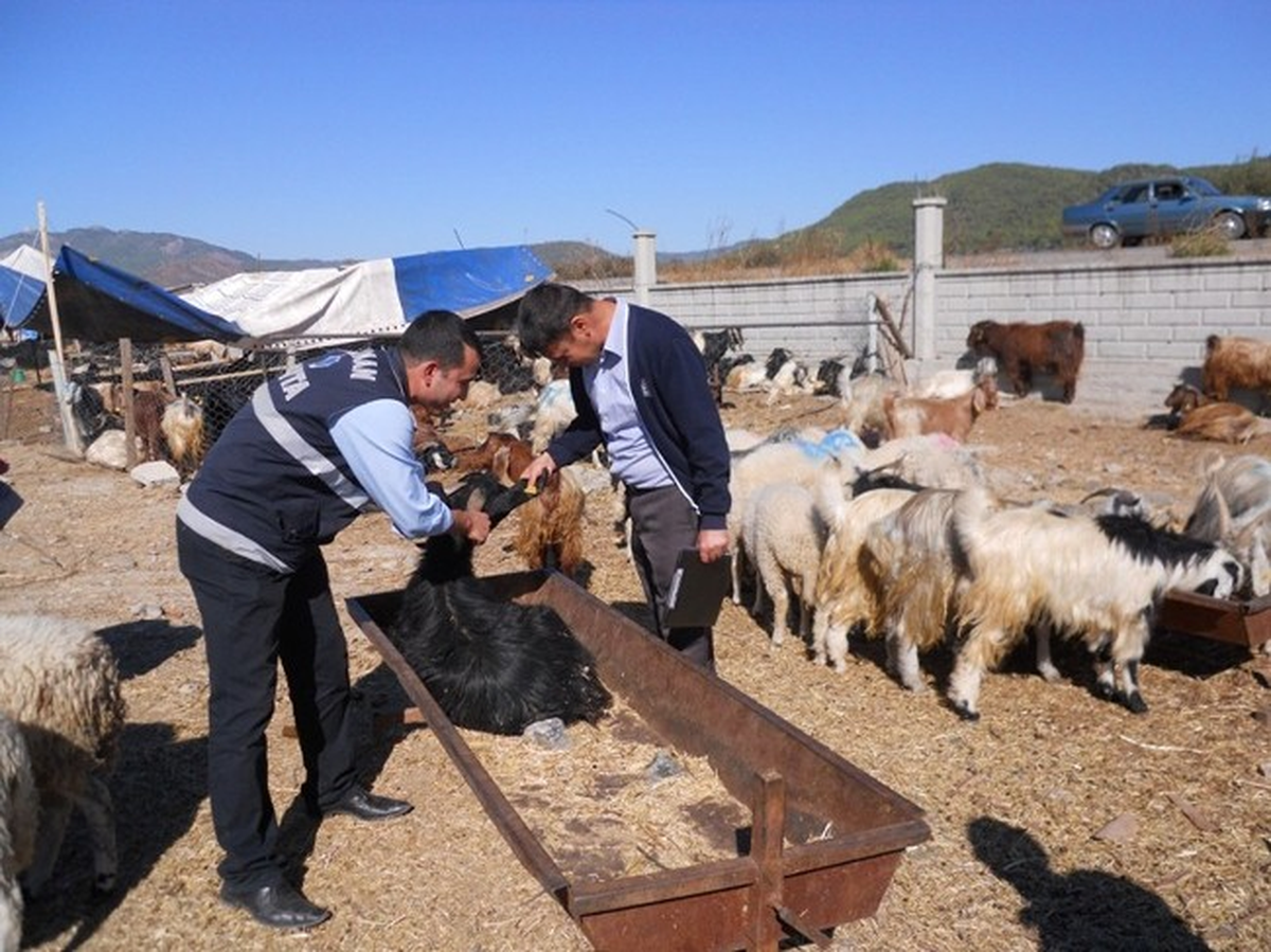 Muğla\'da Kurbanlıklar Denetleniyor