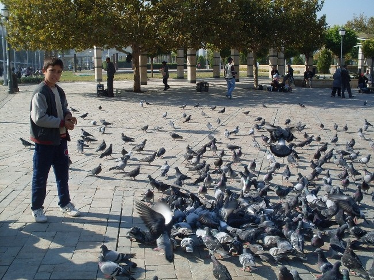 (Özel Haber) Güvercinler Sayesinde Ayda 1000 TL Kazanıyorlar