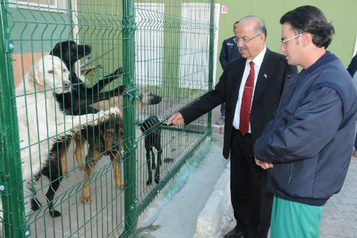 Vali Kolat, Geçici Hayvan Bakım Evi\'ni Gezdi