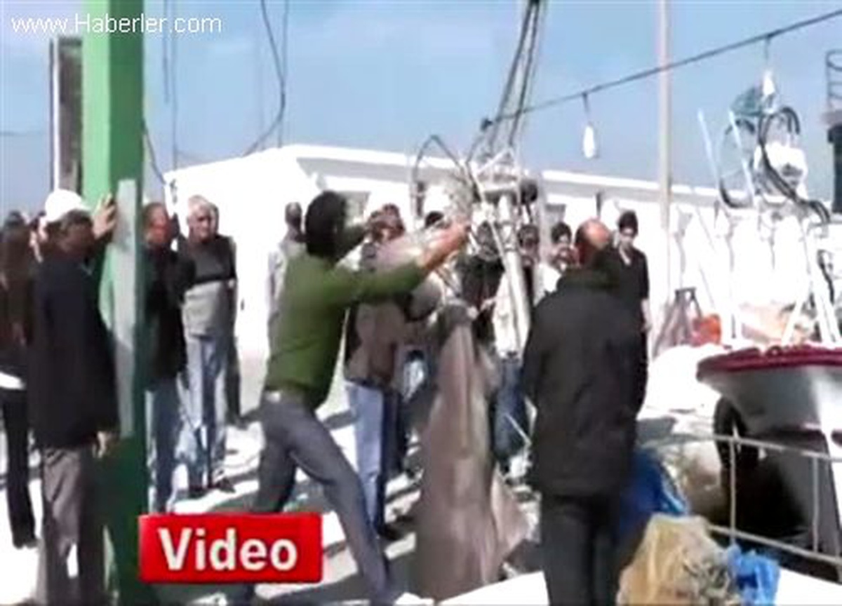 Yalova\'da Balıkçı Ağına 1.5 Tonluk Jaws Takıldı