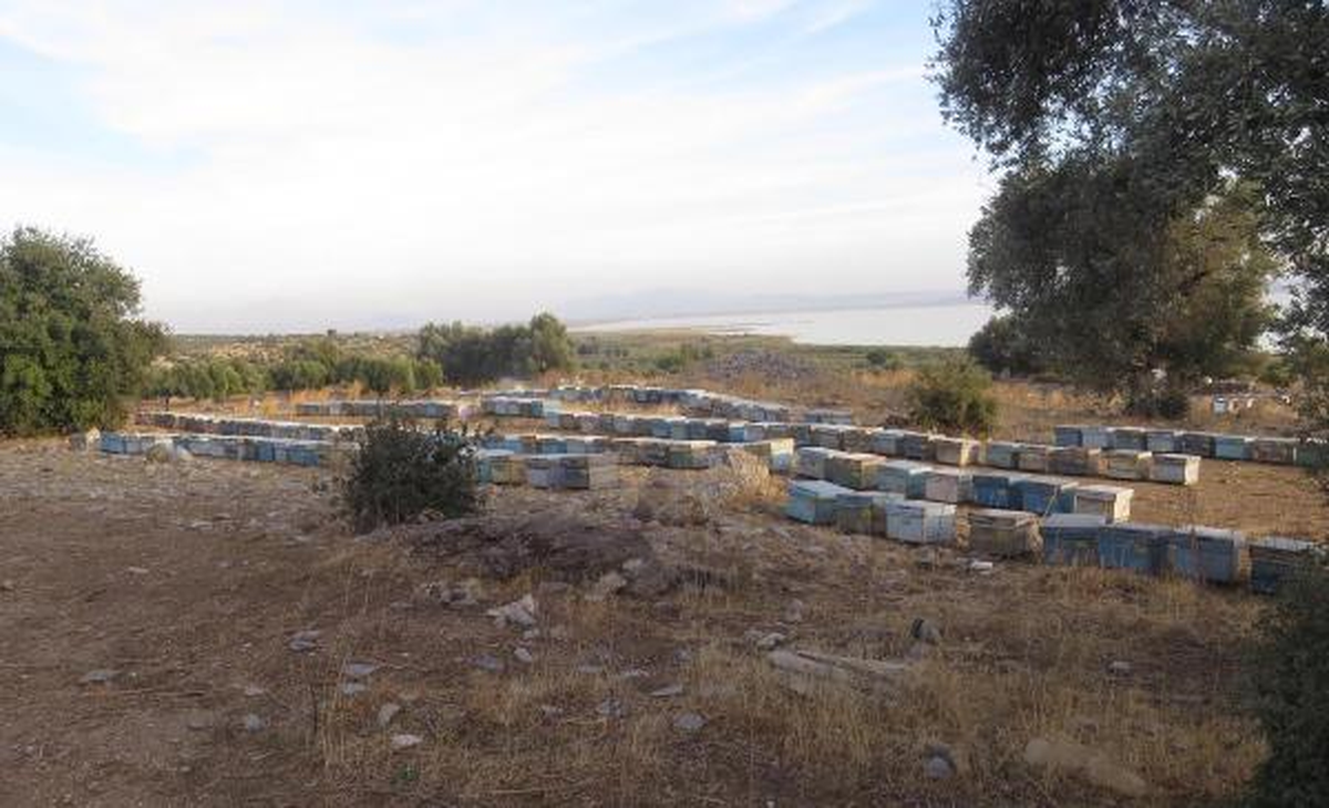 Zehir Tacirlerinden Arı Kovanlı, Salçalı Yöntem