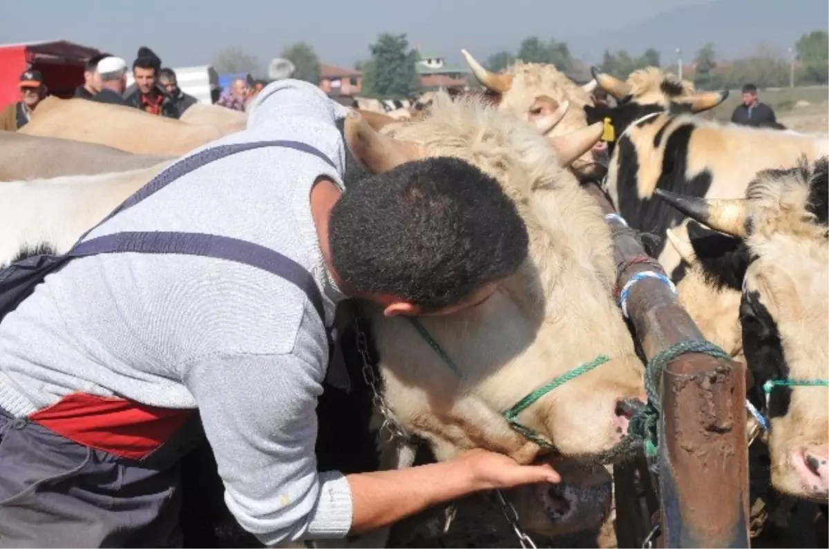 Akıllı Tosun Arda Alıcısını Bekliyor