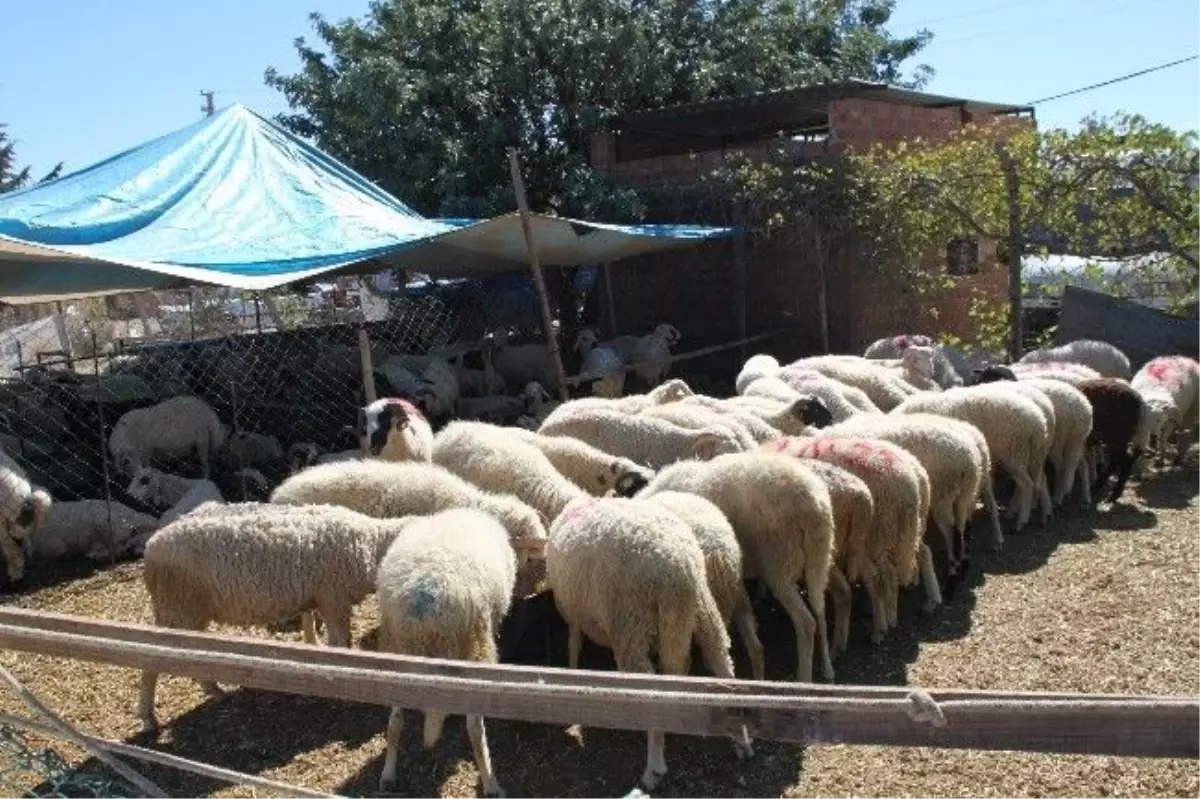 Diyarbakır\'da Kurban Kesim Yerleri Belirlendi