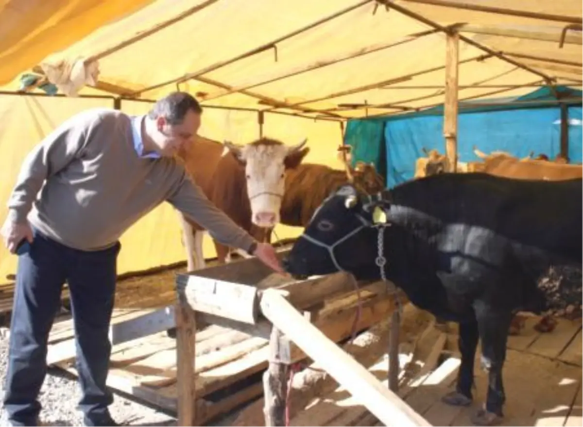 Giresun Belediye Başkanı Aksu, Kurban Pazarını Ziyaret Etti