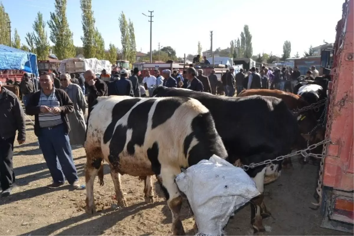 Kulu\'da Kurbanlıklar Alıcılarını Bekliyor