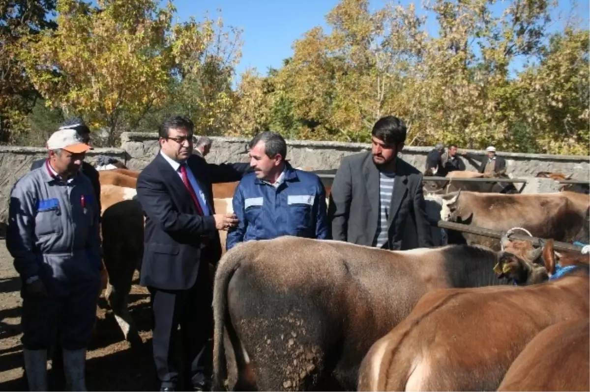 Kurban Pazarında Bayram Bereketi