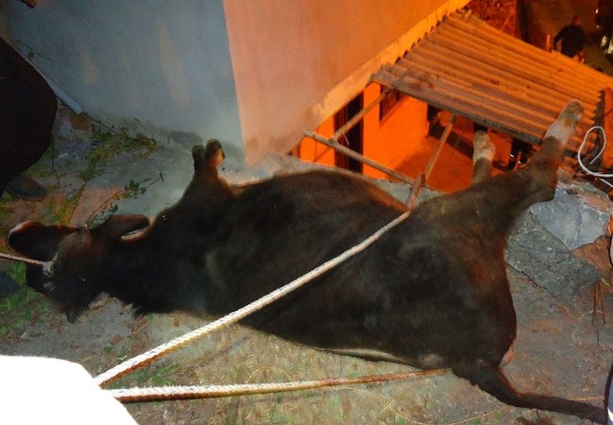 Kurbanlık Dana Çardağa Düştü