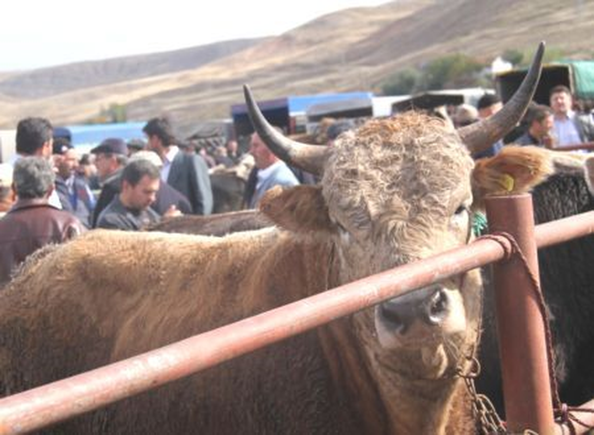 Kurbanlık Pazarında Hareketlilik Arttı