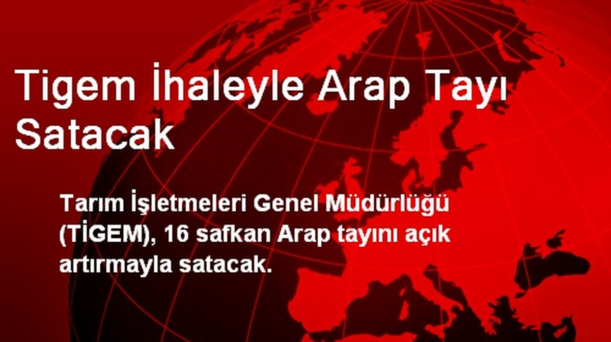 TİGEM İhaleyle Arap Tayı Satacak