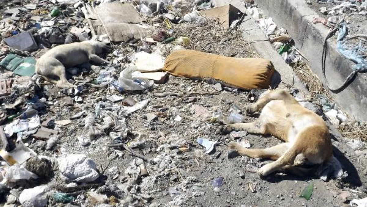 Şarkikaraağaç\'ta 30 Köpeği Zehirleyerek Öldürdüler