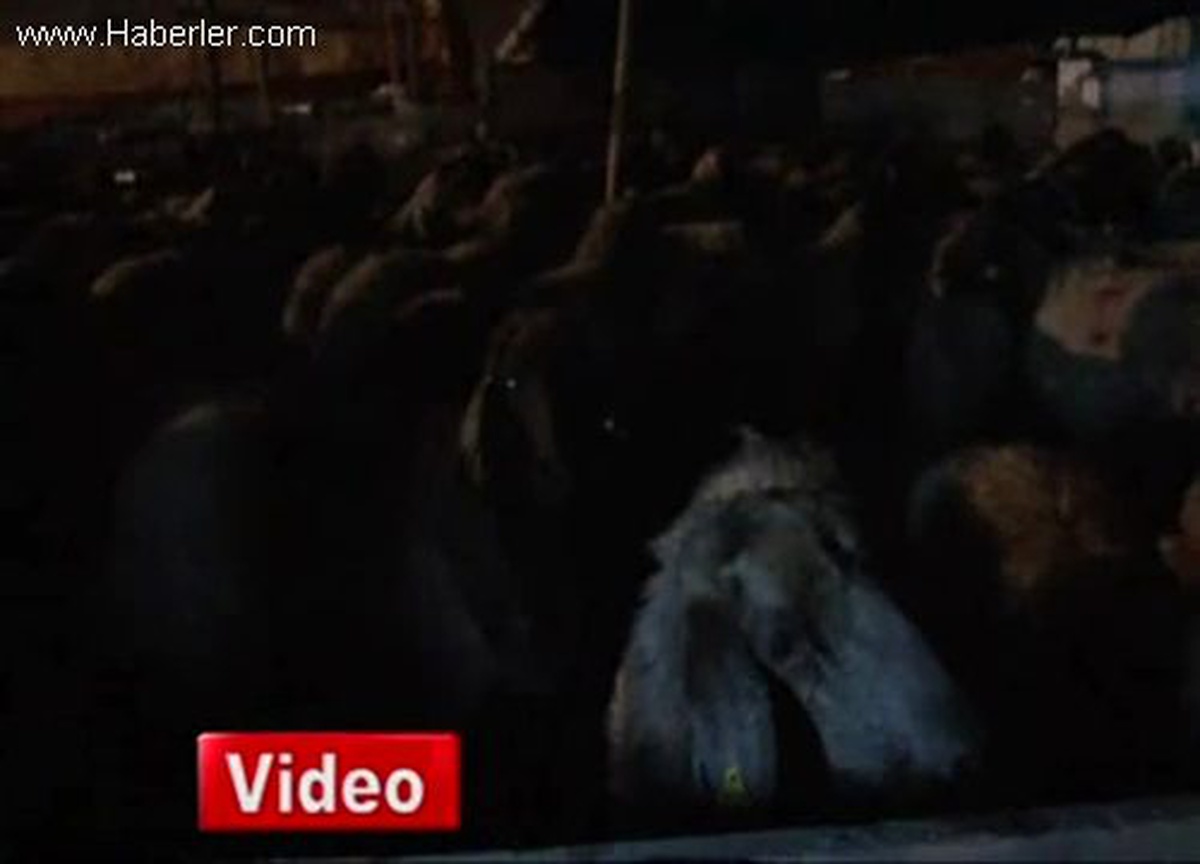 125 Adet Kurbanlık Koyunu Hamile Çıktı