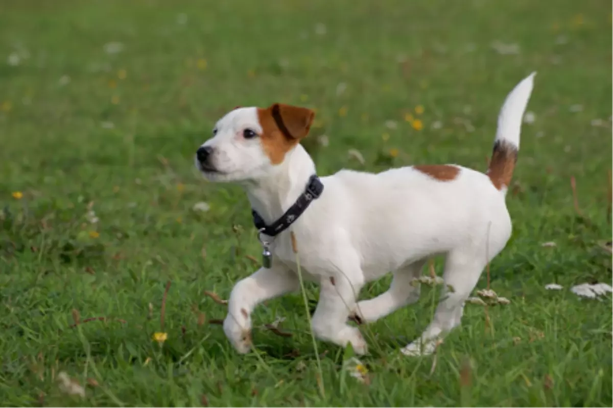 ABD\'de Polis Memuru, Köpeği "Tehdit" Gerekçesiyle Vurdu