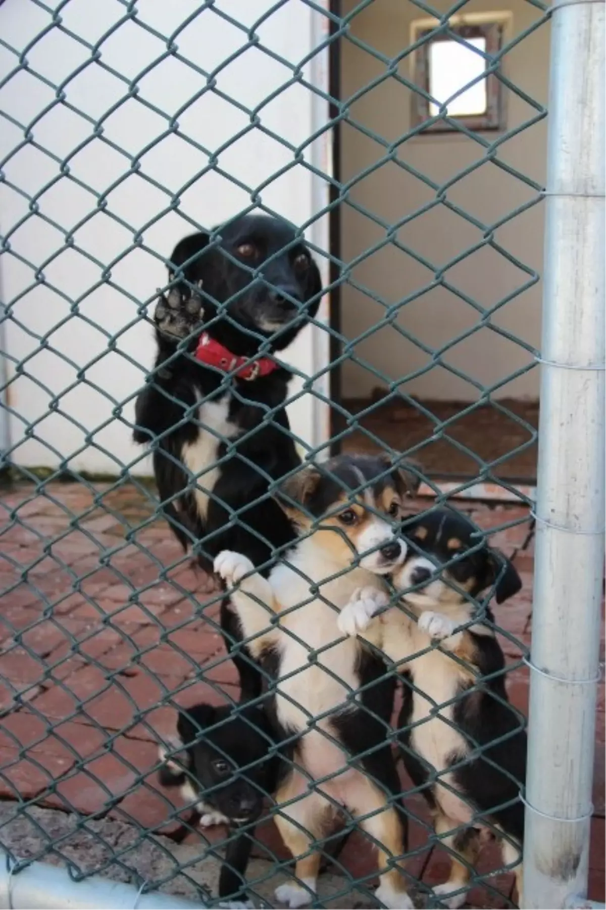 Bafra\'ya Modern Hayvan Barınağı