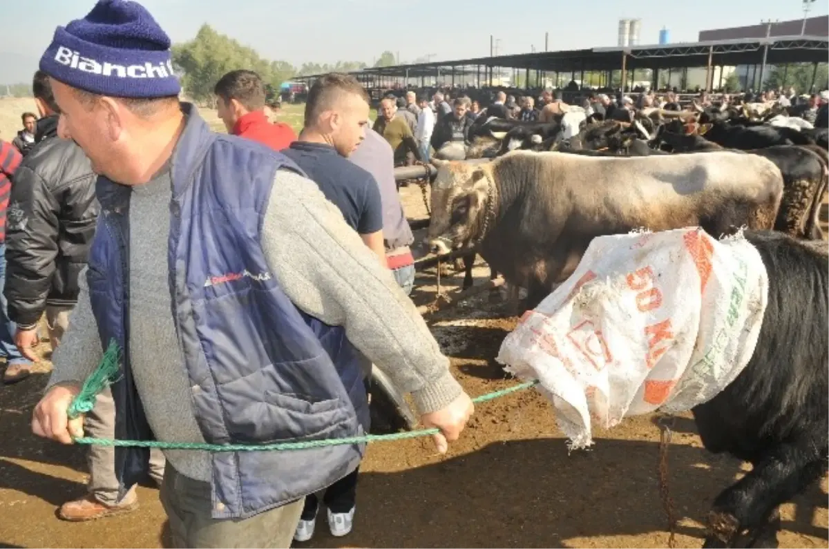 Düzce\'de Bayram Yaklaştı Hayvan Pazarında Haraketlilik Başladı