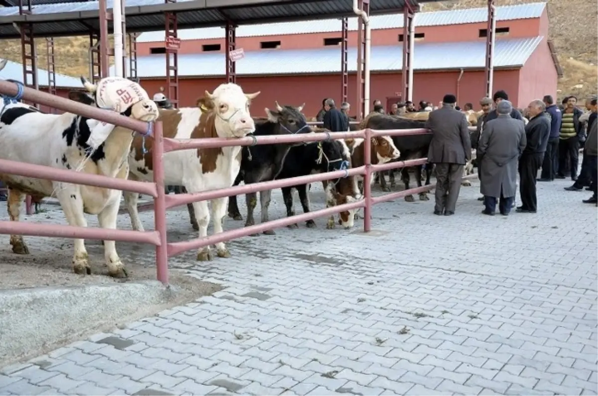 Gürün Kurban Pazarında Hareketlilik Yaşanıyor