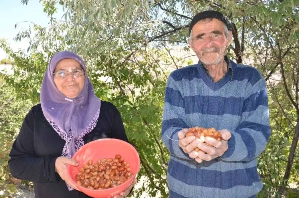 İğde, Eşlerin Geçim Kaynağı