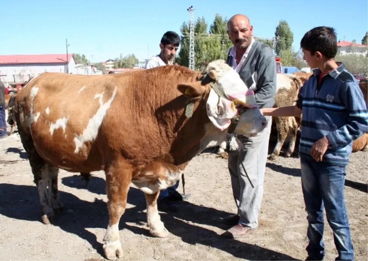 Kars\'ta Kurbanlıklara İlgi Yok