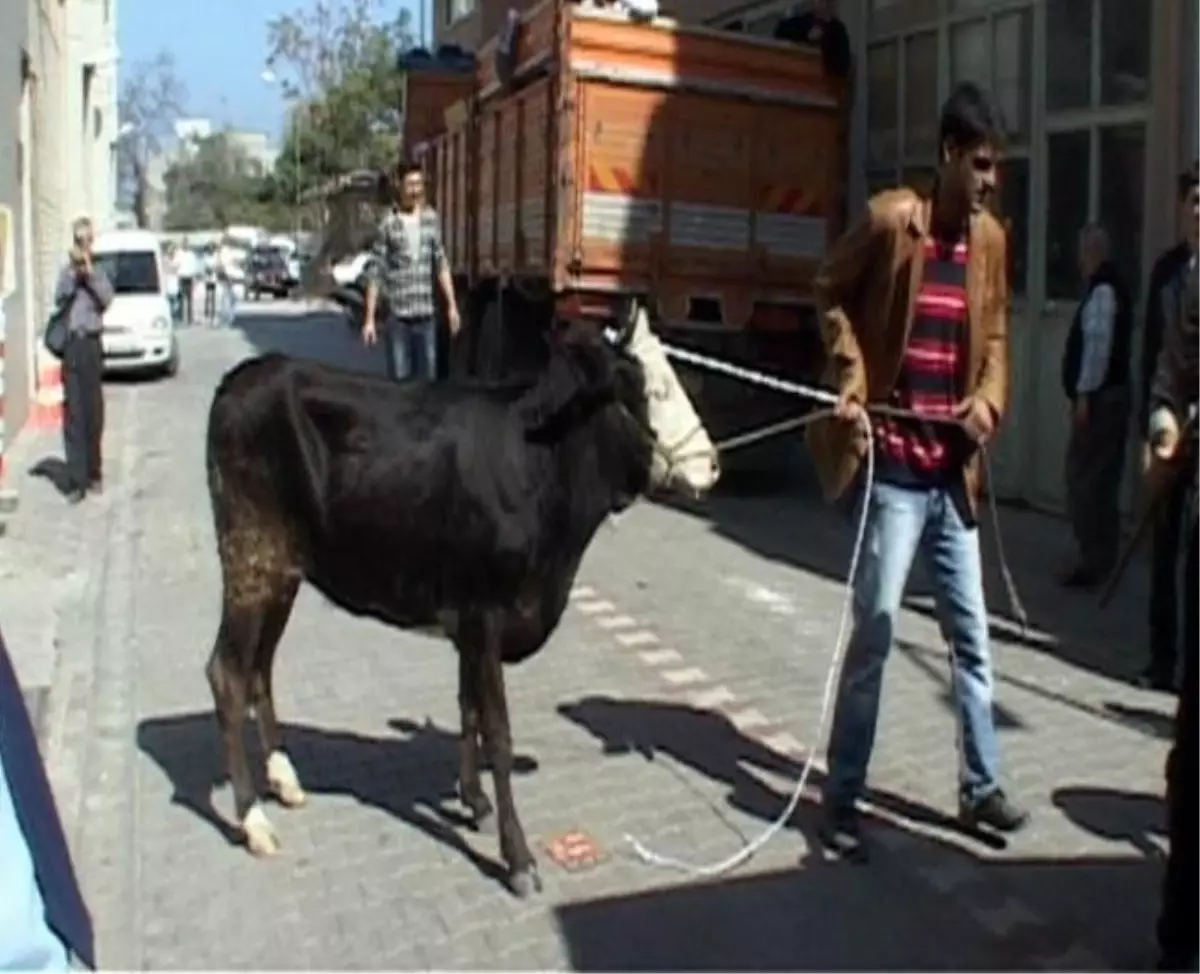 Kurban Pazarından Kaçan Dana 2 Kişiyi Yaraladı