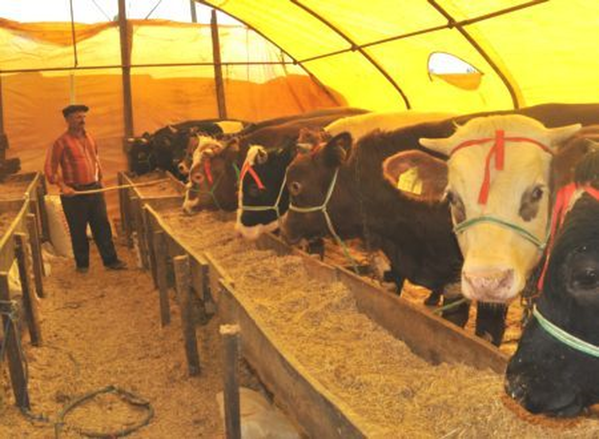 Kurbanlık Hayvan Alırken Dikkat Edilecek Konular