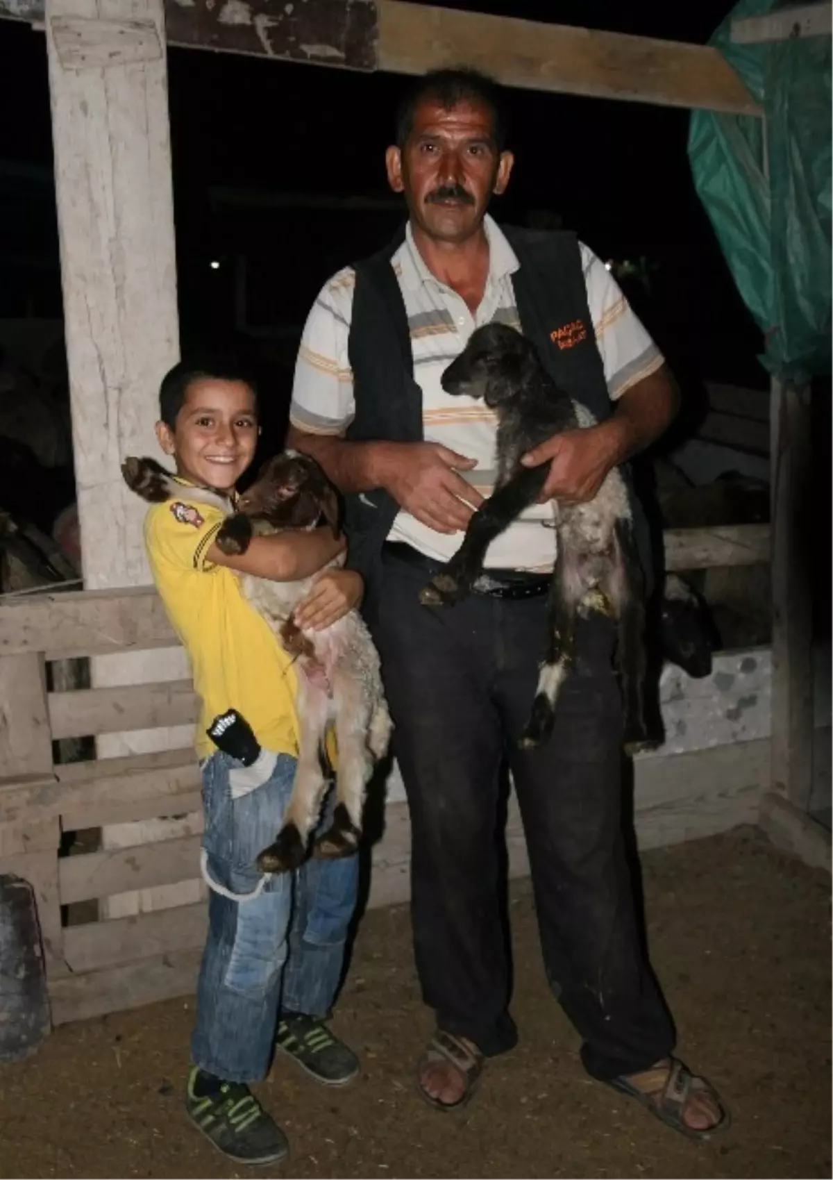 Kurbanlık Koyunları Hamile Çıktı