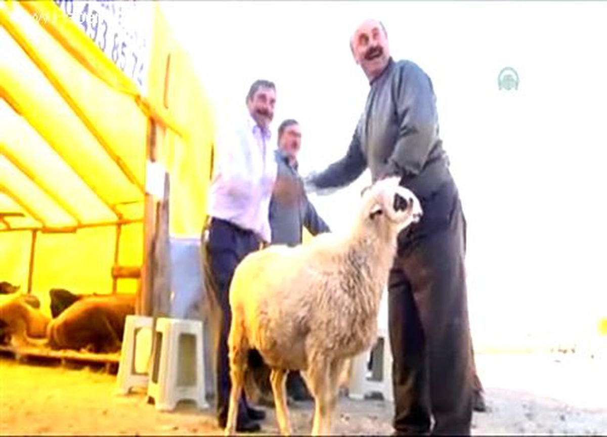 Kurbanlık pazarlarında hareketlilik arttı