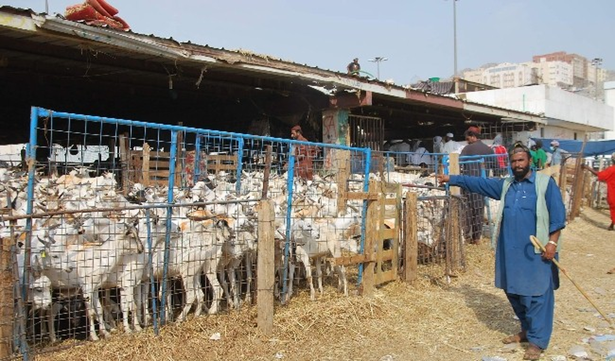 Mekke Kurban Pazarı Hareketlendi