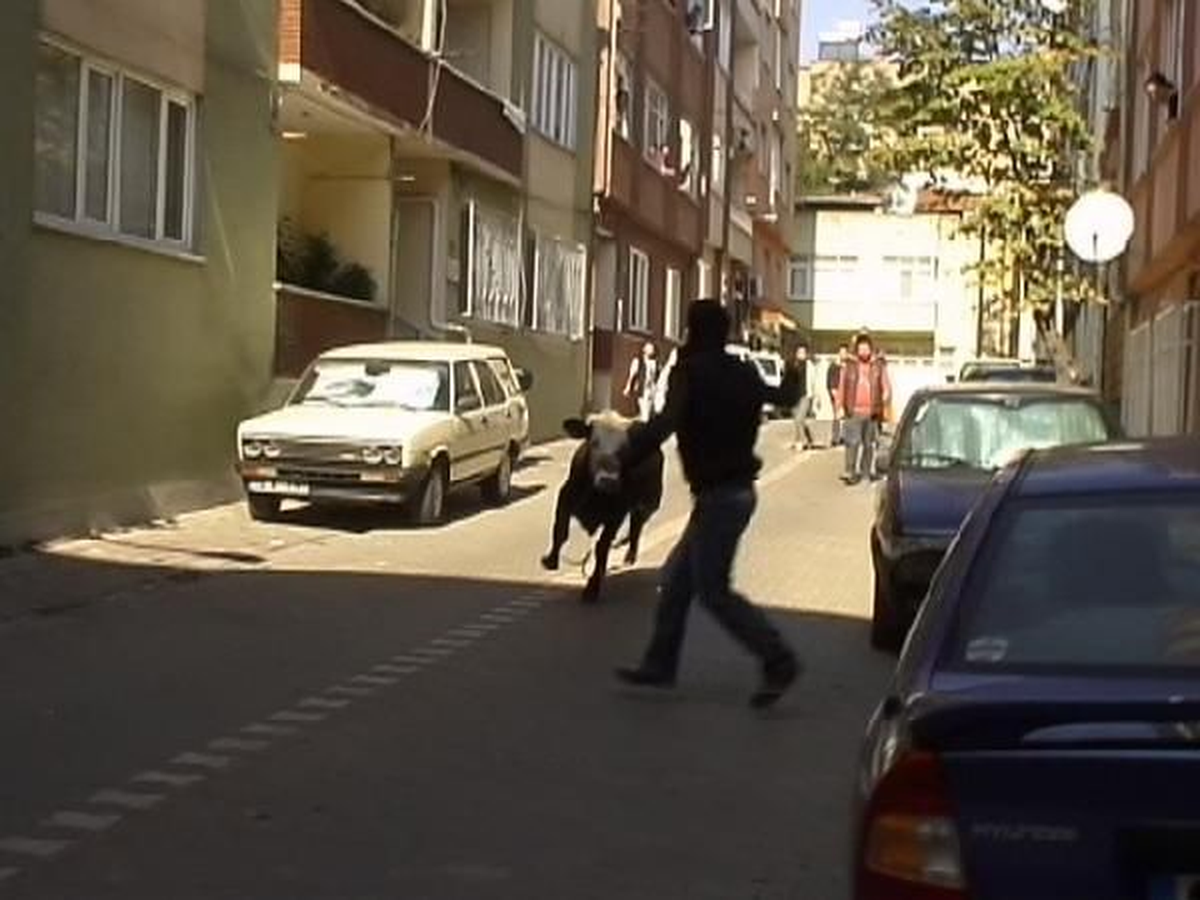 Pazardan Kaçan Kurbanlık Boğanın Darbeleriyle Yaralandı