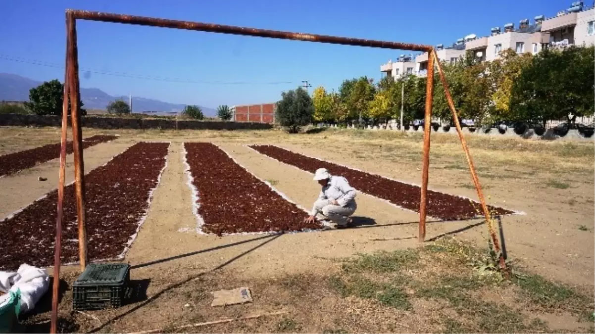 Sarıgöl\'de Üzümler Futbol Sahasında Kurutuluyor