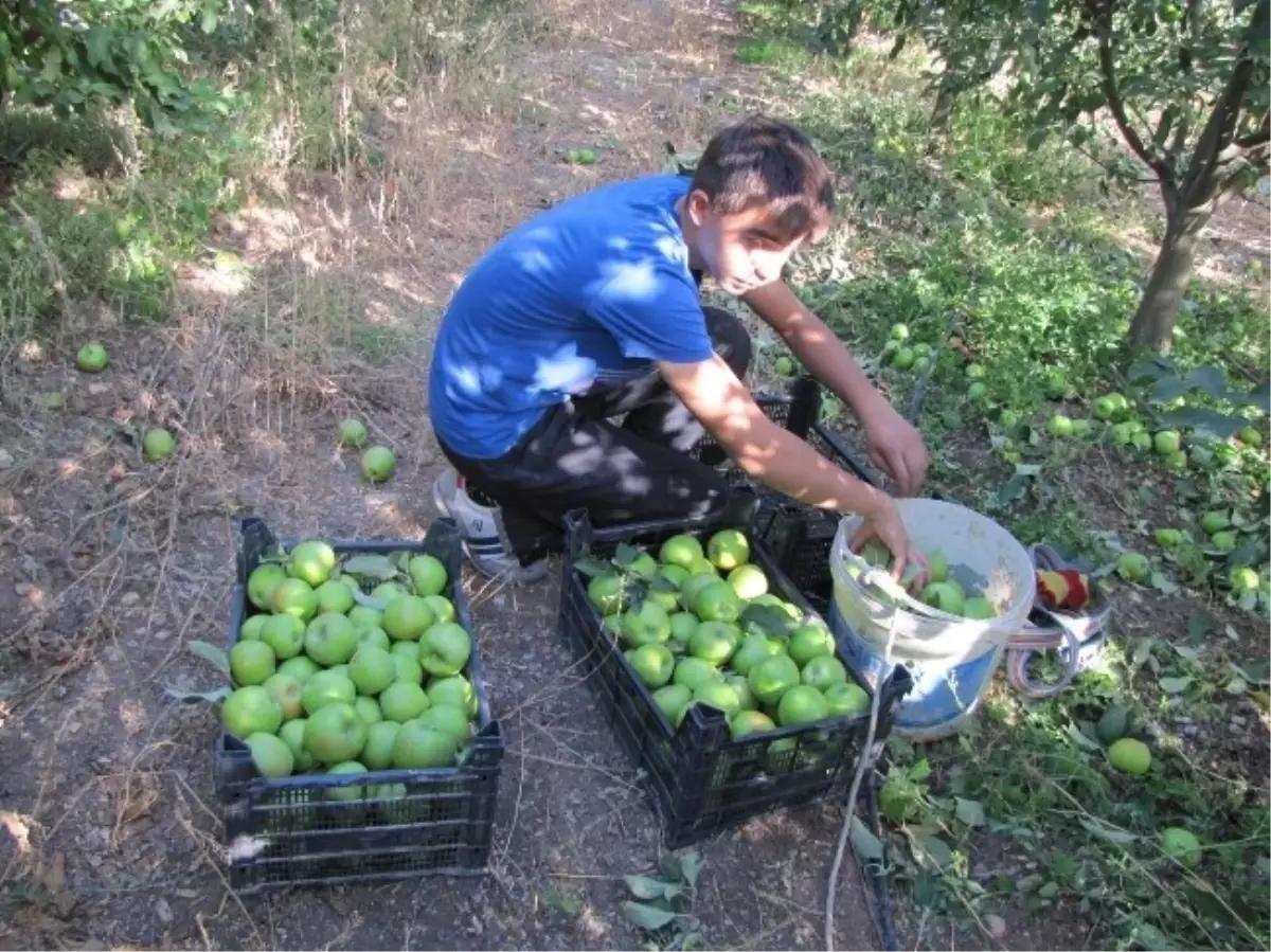 Şeker Hastalarının Tercihi Granny Smith Cinsi Elma