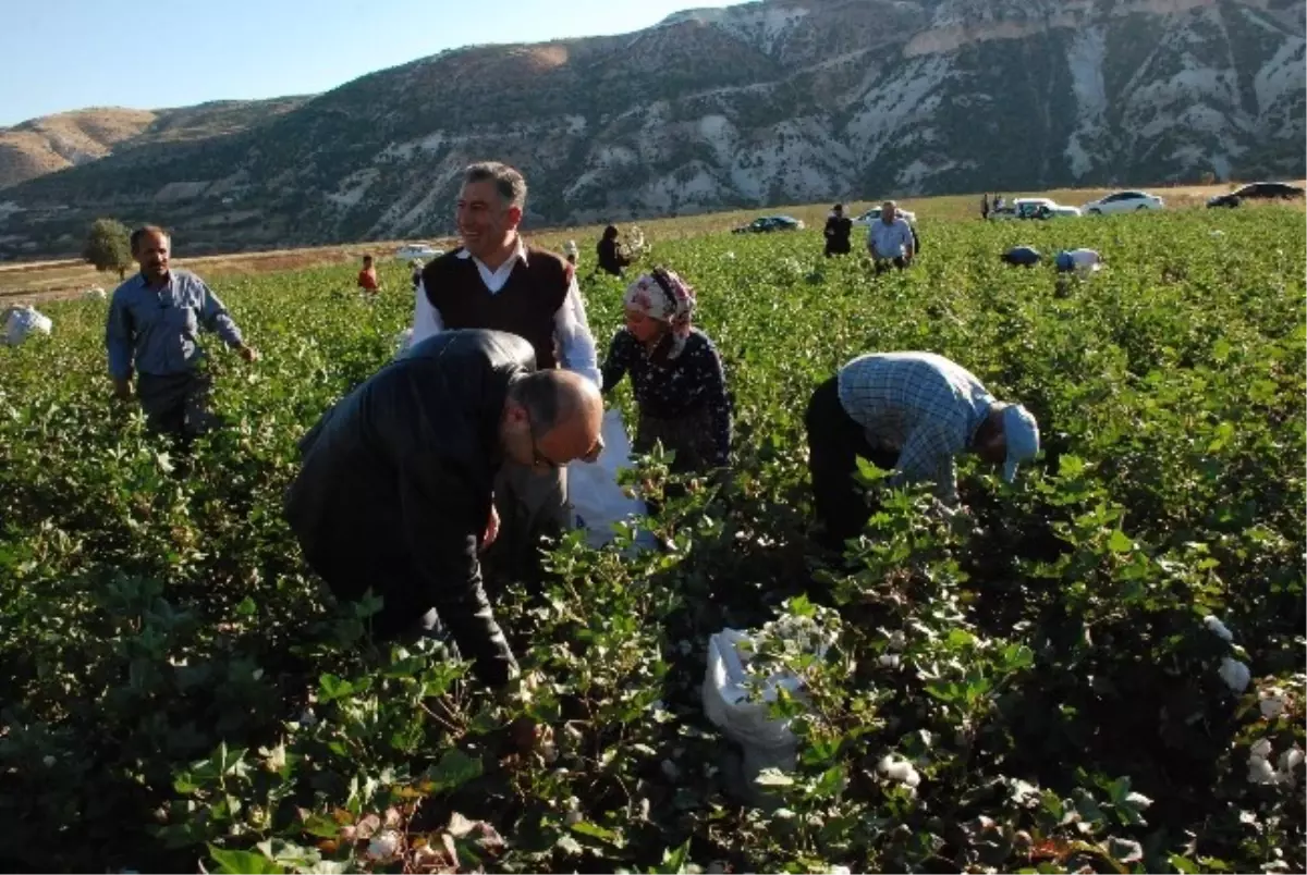 Adıyaman Valisi ve Eşi Köylülerle Pamuk Topladı