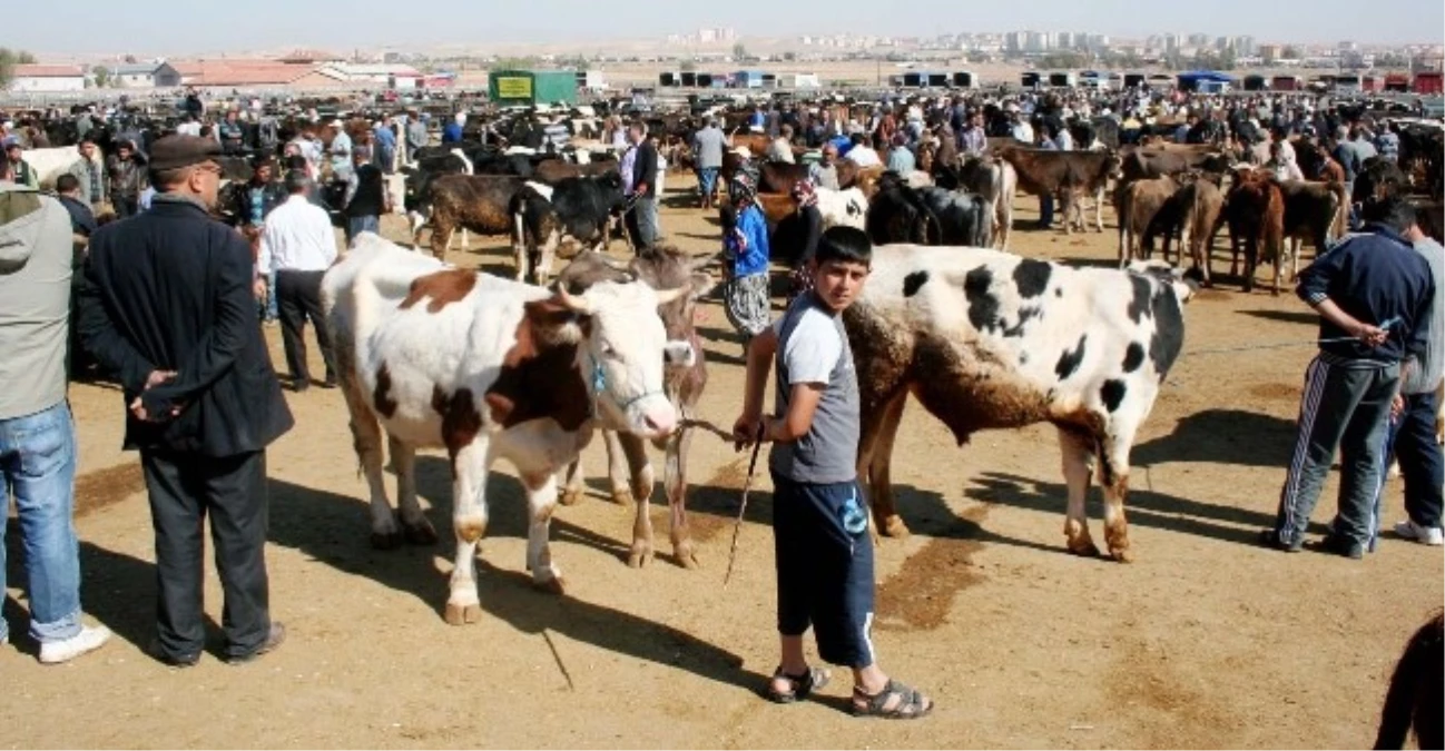 Damızlık Hayvanlar Kesilmesin