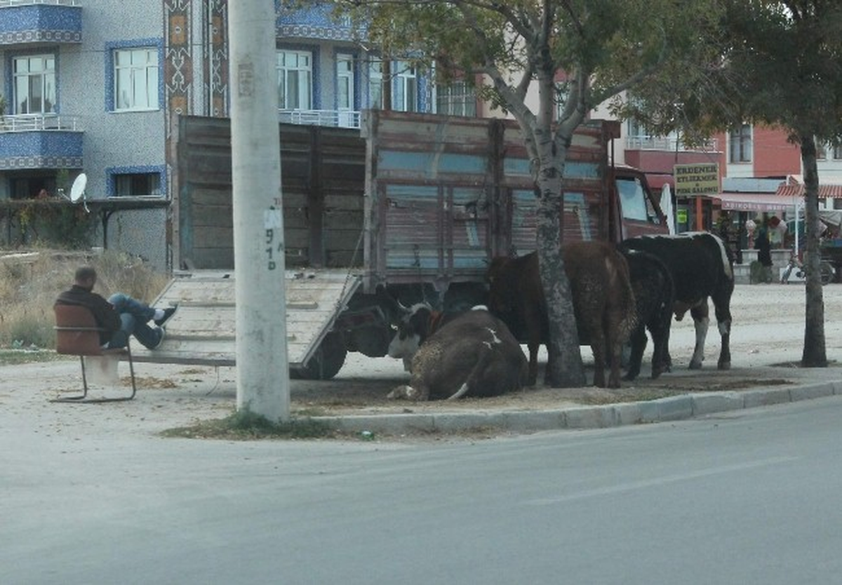 Kaldırımda Kurbanlık Satışı