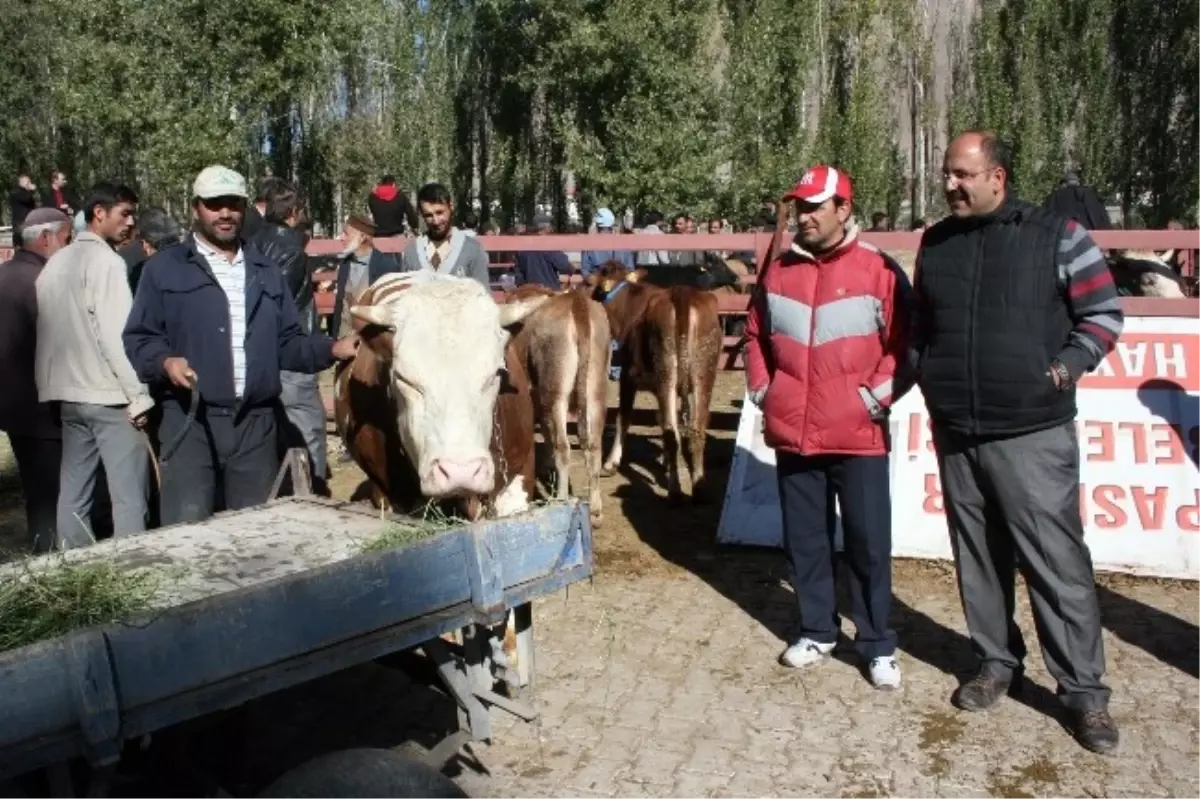 Kurban Bayramına İki Gün Kala Pasinler\'de Hayvan Pazarı Hareketlenmeye Başladı