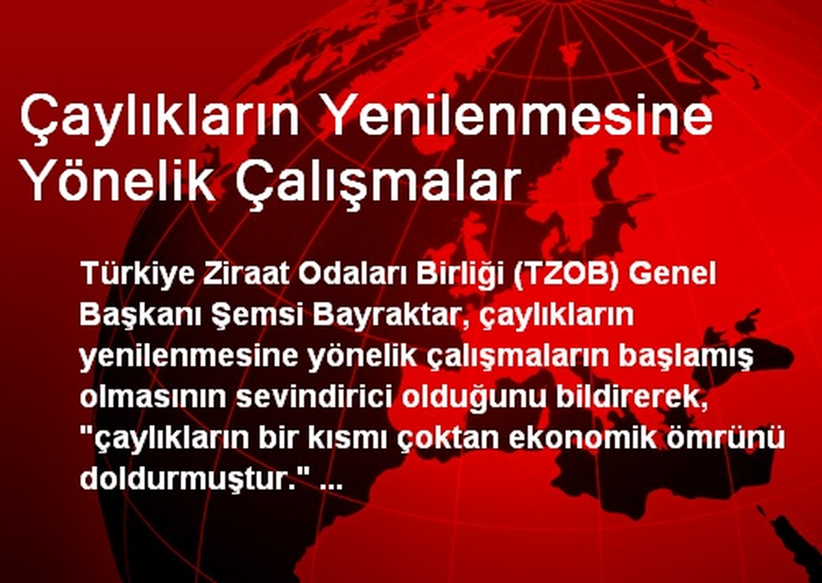 Çaylıkların Yenilenmesine Yönelik Çalışmalar