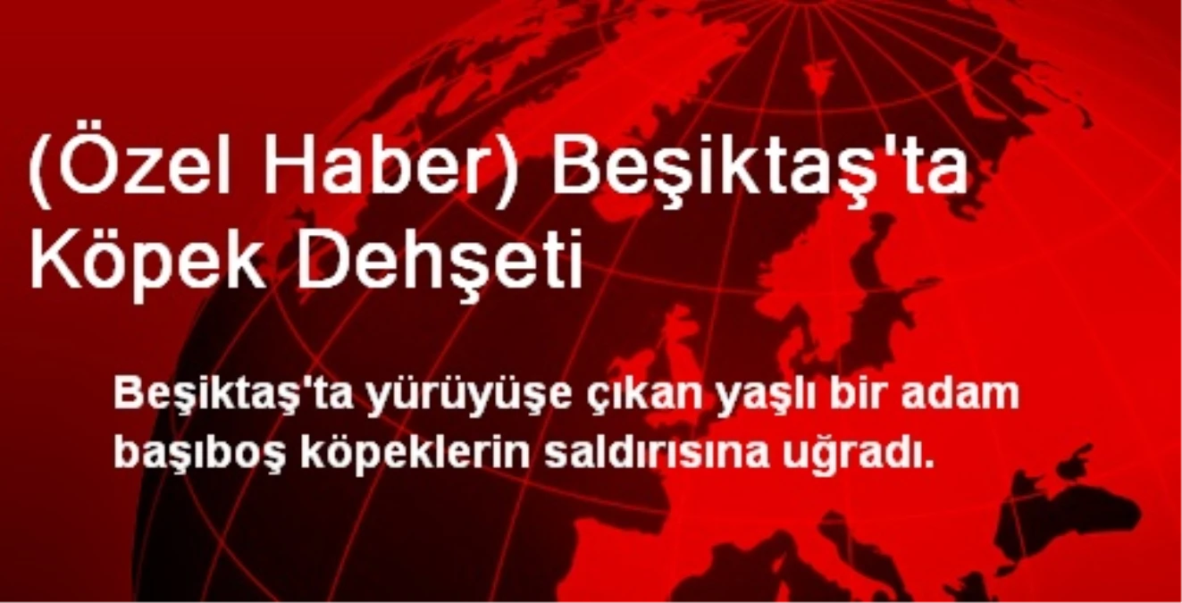 (Özel Haber) Beşiktaş\'ta Köpek Dehşeti