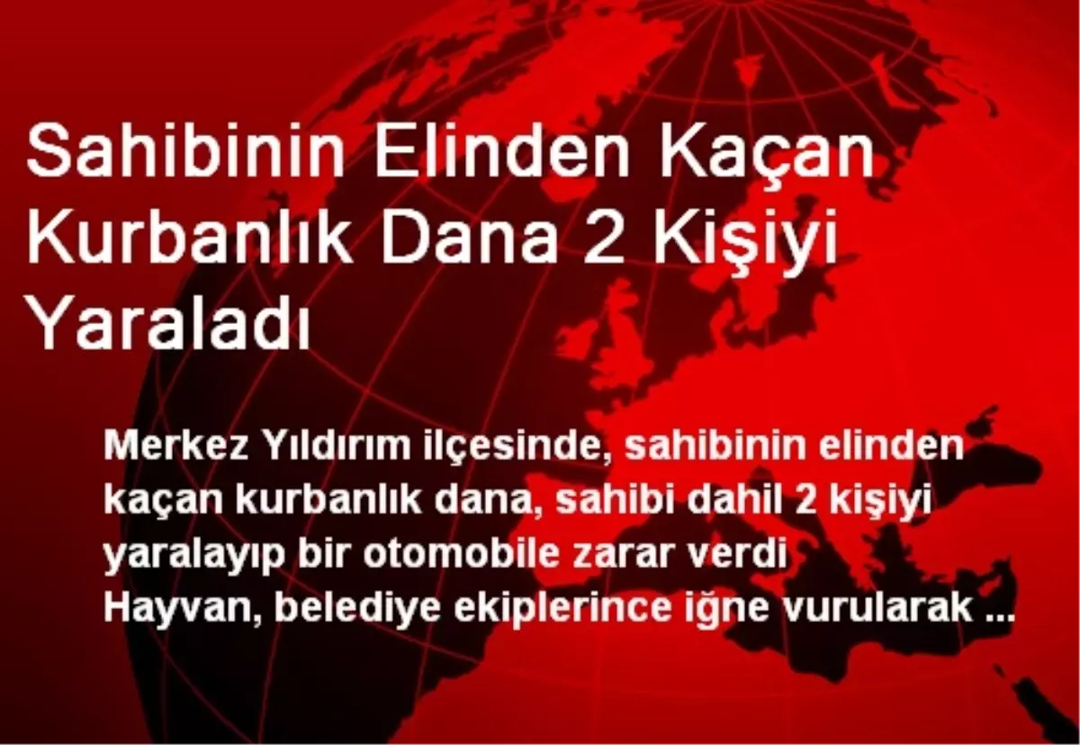 Sahibinin Elinden Kaçan Kurbanlık Dana 2 Kişiyi Yaraladı